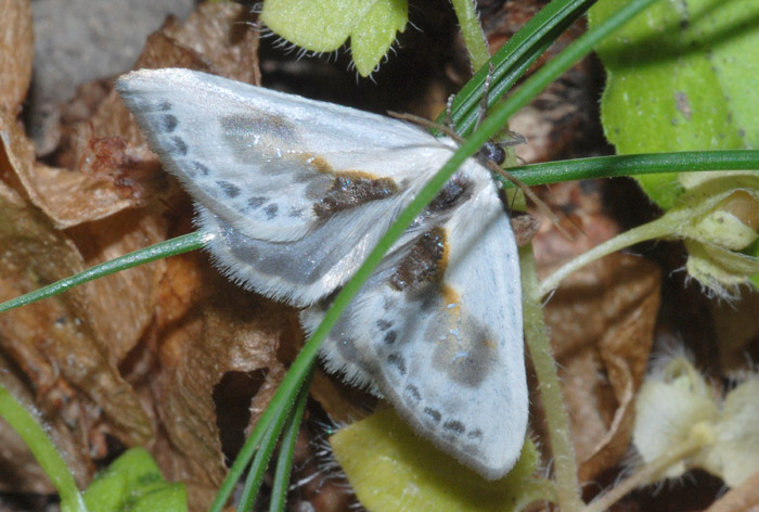 Cilix glaucata